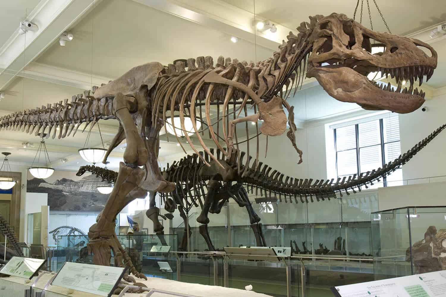 Image hover effect image